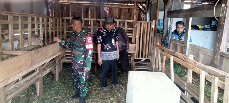BABINSA MELAKSANAKAN PENGECEKAN TERNAK PADA WARGA BINAAN AGAR TERNAK TETAP SEHAT 