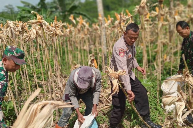 BABINSA MELAKSANAKAN PANEN JAGUNG BERSAMA WARGA BINAAN  