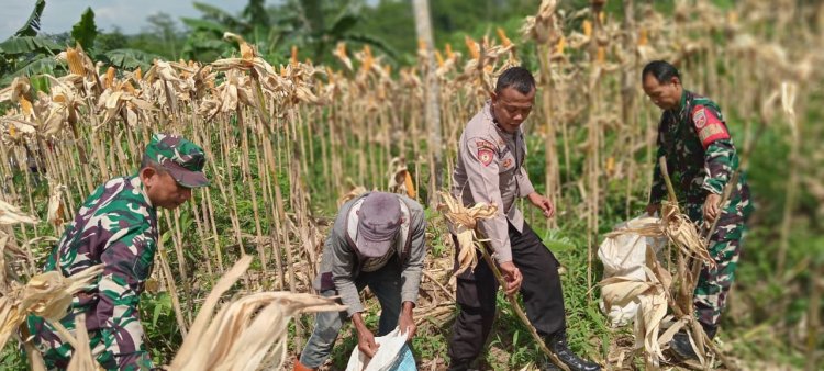 BABINSA MELAKSANAKAN PANEN JAGUNG BERSAMA WARGA BINAAN  