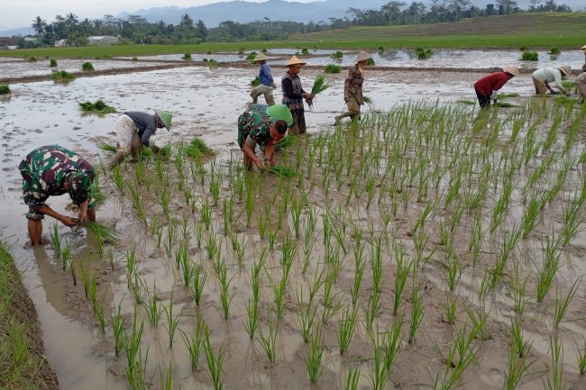Sukseskan Ketahanan Pangan, Babinsa Dampingi Petani Tanam Padi