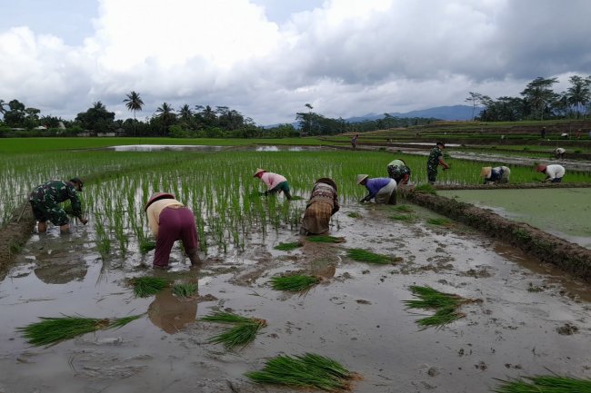 Tingkatkan Ketahanan Pangan, Babinsa Bantu Petani Tanam Padi