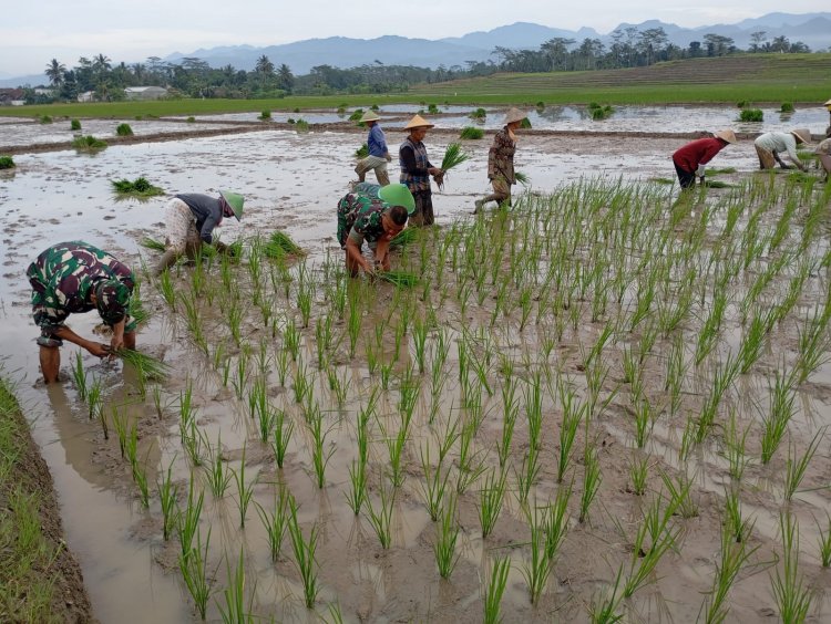 Sukseskan Ketahanan Pangan, Babinsa Dampingi Petani Tanam Padi