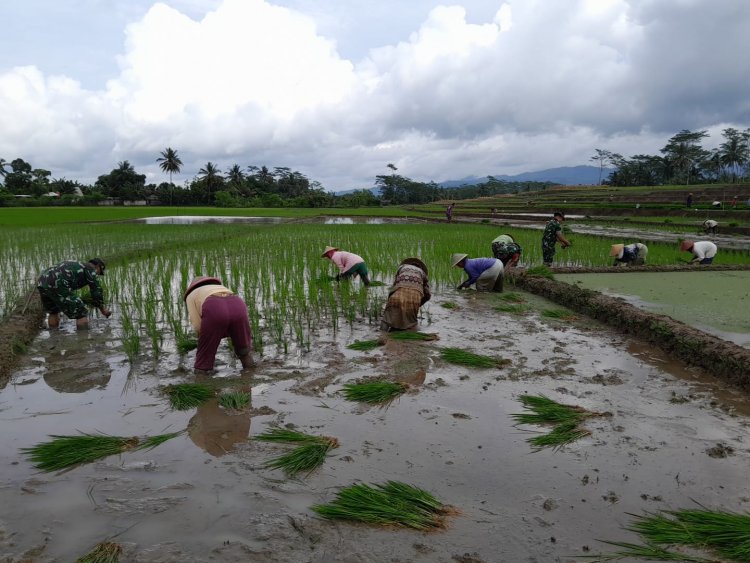 Tingkatkan Ketahanan Pangan, Babinsa Bantu Petani Tanam Padi