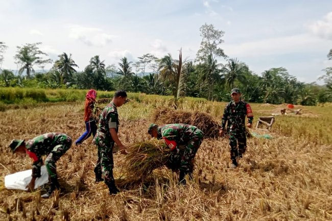 Babinsa Laksanakan Kegiatan Panen Padi Bersama Kelompok Tani Merjosari Desa Rejasari