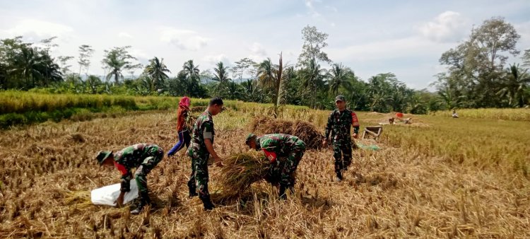 Babinsa Laksanakan Kegiatan Panen Padi Bersama Kelompok Tani Merjosari Desa Rejasari