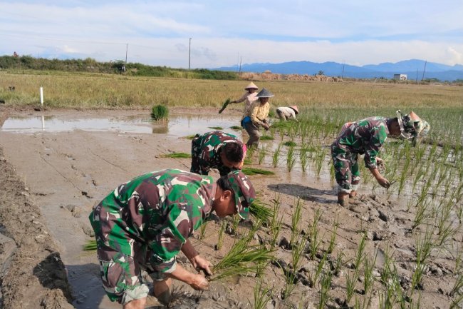 Tingkatkan Ketahanan Pangan, Babinsa Bantu Petani Tanam Padi